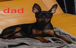 Miniature Pinscher dogs for sale: Miniature Pinscher puppies  - Image 8