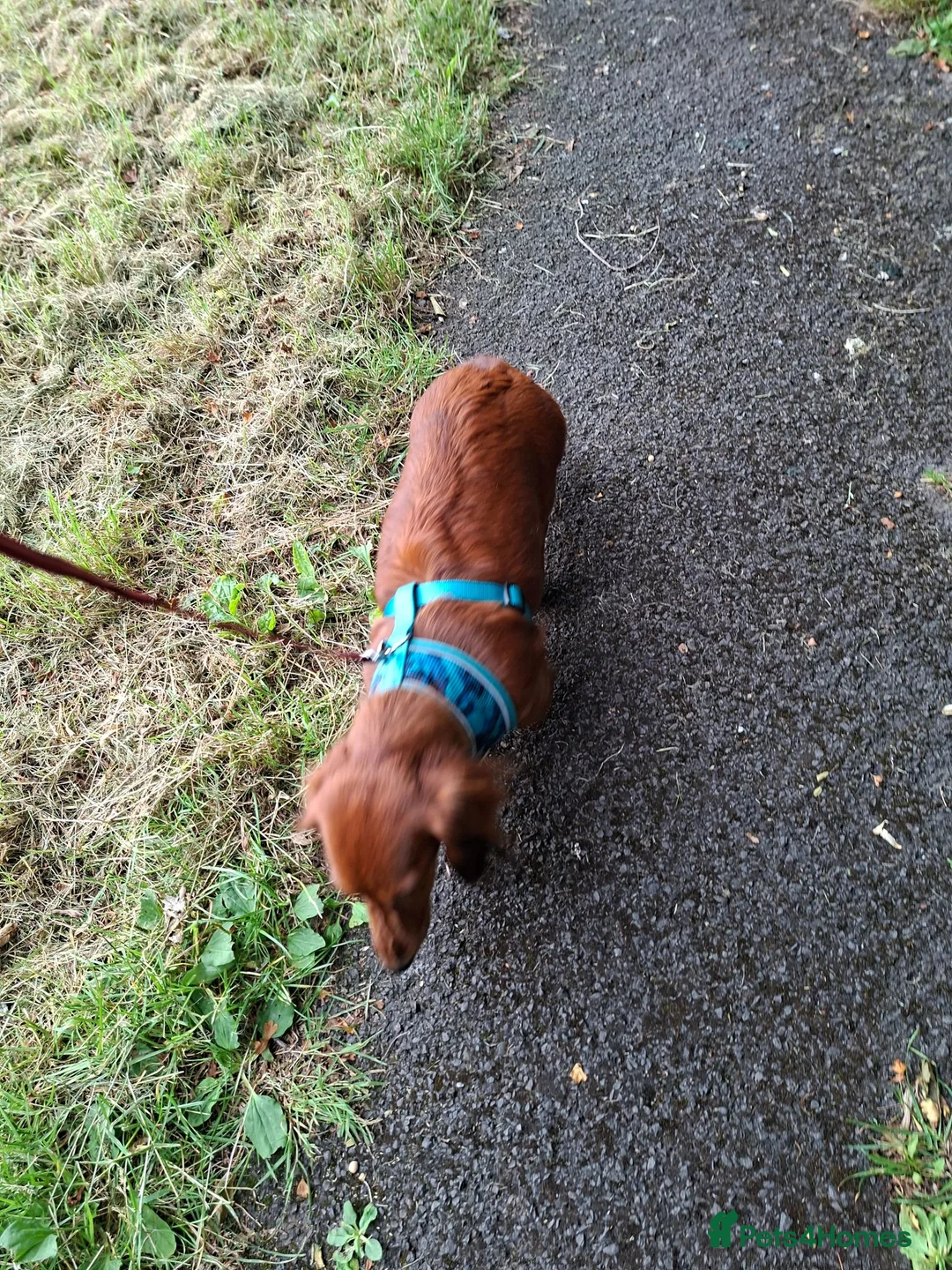 Miniature Dachshund dogs for sale: Long haired miniature dachshund  in Bolton - Advert 4