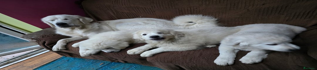 🐾 Axton Tatra Shepherds of Yorkshire– Playful, loving, people-focused 