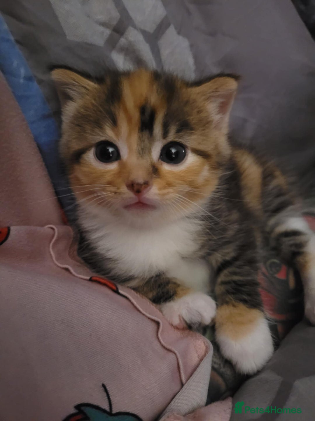 Mixed Breed cats for sale: Male and Female Cats - Image 7