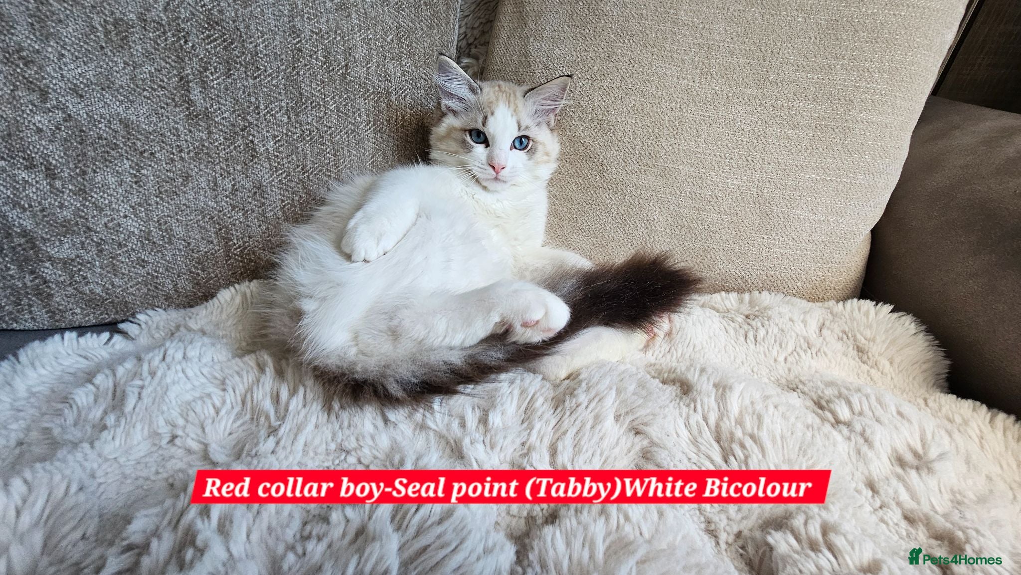 Ragdoll cats for sale: Ragdoll kittens Gccf - Advert 1