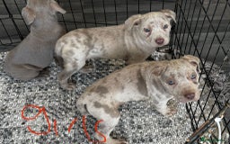 Cane Corso dogs for sale: Cane corso pups  - Image 12