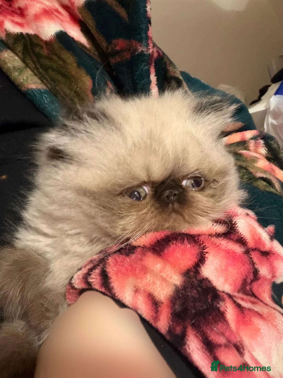 Persian cats for sale: Pure Persian Himalayan Kitten and Mother  in Bradford - Advert 1