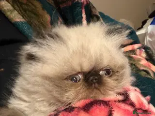 Persian cats Pure Persian Himalayan Kitten and Mother - Advert 5