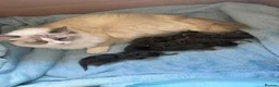 Mixed Breed cats for sale: Ragcoon Kittens - Advert 1