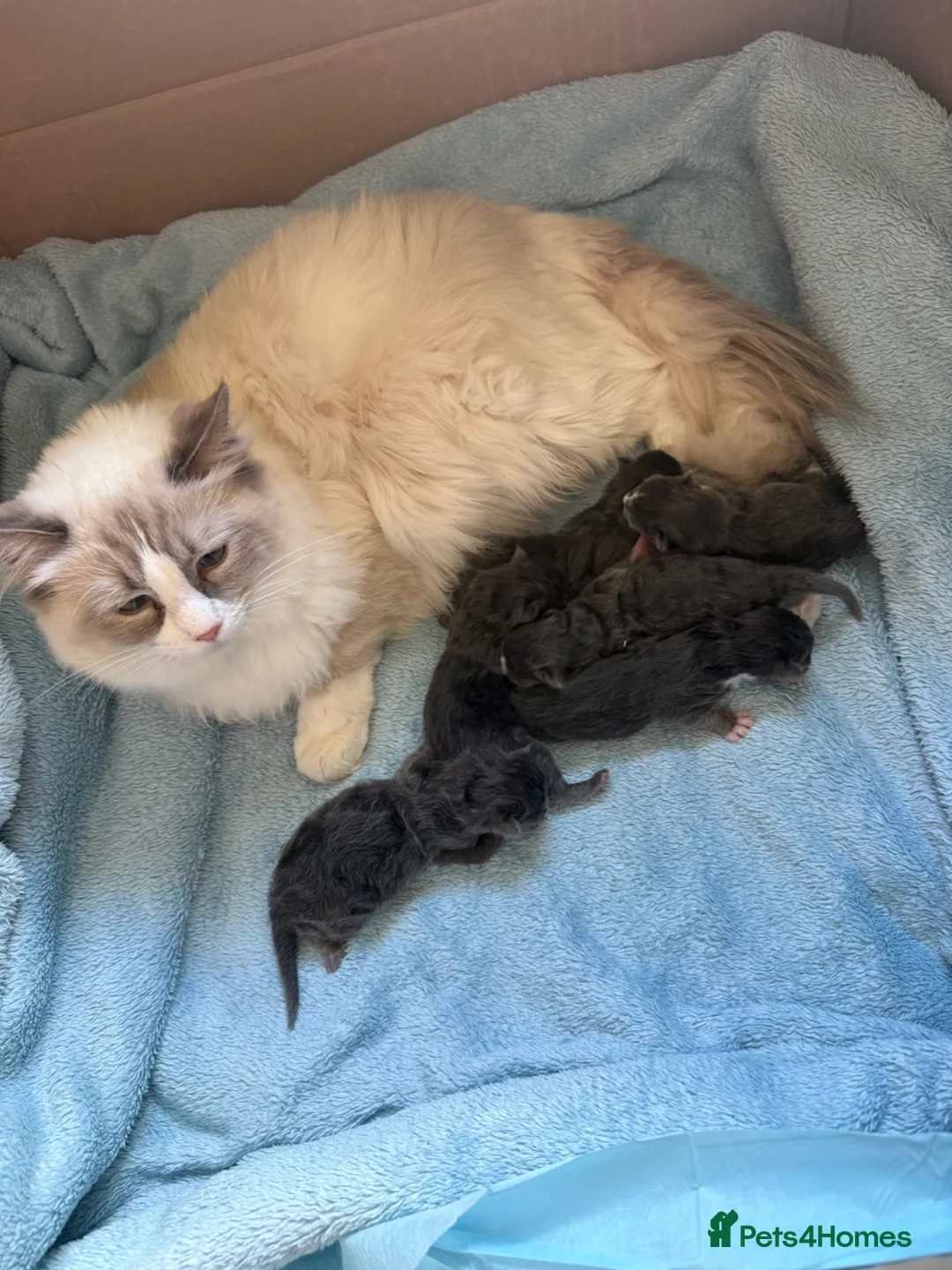 Mixed Breed cats for sale: Ragcoon Kittens - Advert 1