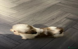 Shih Tzu dogs for sale: Orange and white imperial shih tzu - Advert 3