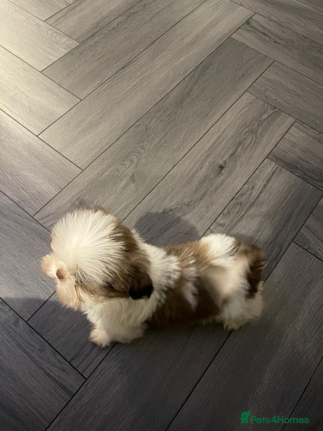 Shih Tzu dogs for sale: Orange and white imperial shih tzu - Advert 3