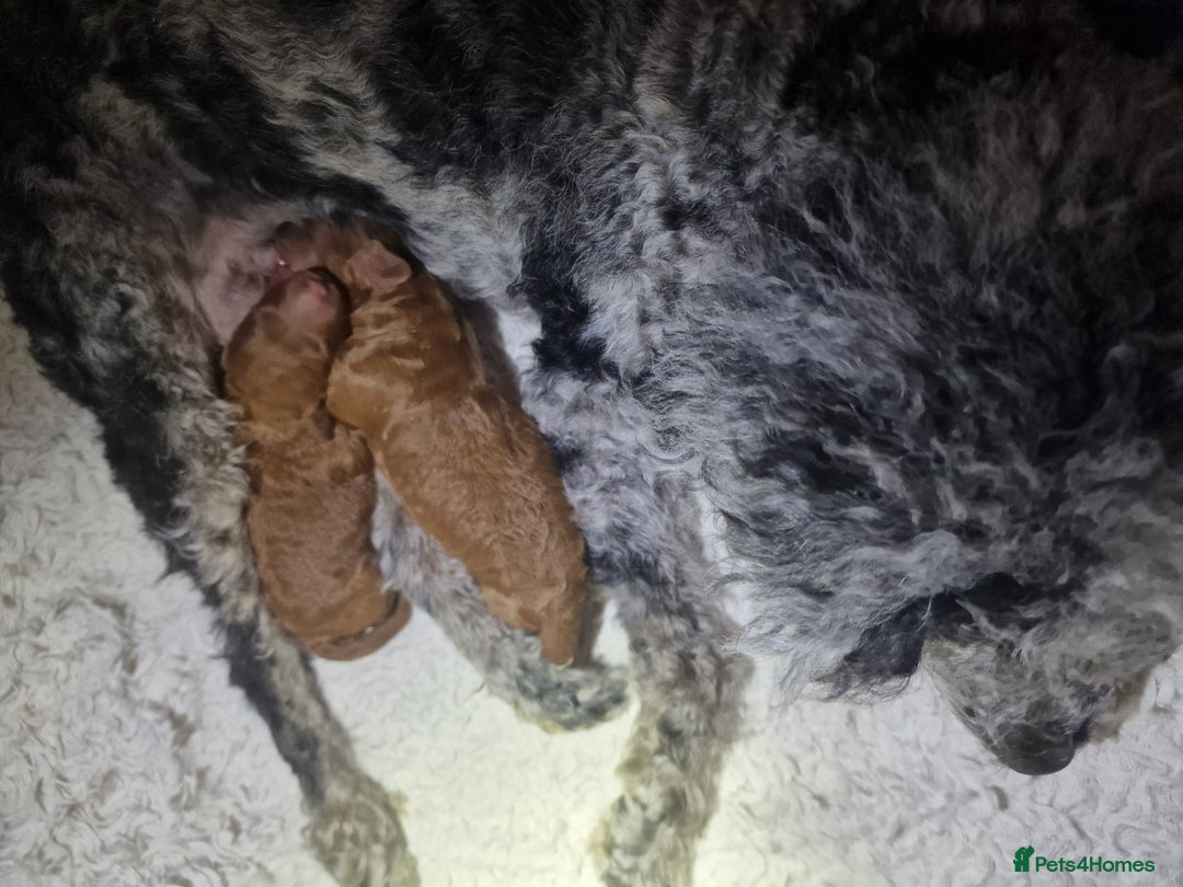 Cockapoo dogs for sale: Apricot coloured cockapoo boy - Advert 23