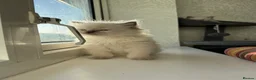 Ragdoll cats for sale: Perfect Blue Point Ragdoll kittens. - Advert 16