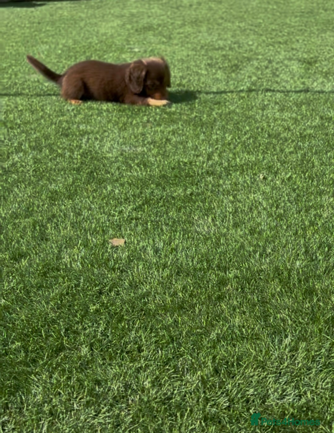 Miniature Dachshund dogs for sale: Delightful litter of KC Longhaired Mini Dachshunds - Image 5