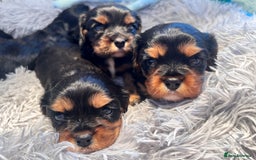 Cavalier King Charles Spaniel dogs for sale: Gorgeous KC Health tested cavalier puppies - Image 7