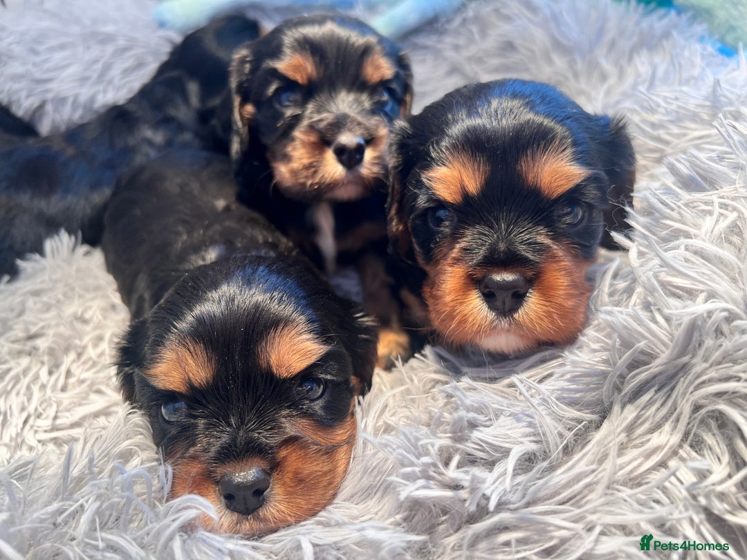 Cavalier King Charles Spaniel dogs for sale: Gorgeous KC Health tested cavalier puppies - Image 7