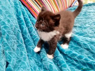 British Shorthair cats Gorgeous Domestic shorthair kittens - Advert 3