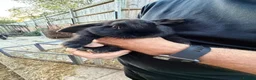 Mixed Breed rabbits for sale: Baby lop rabbits available  - Advert 5