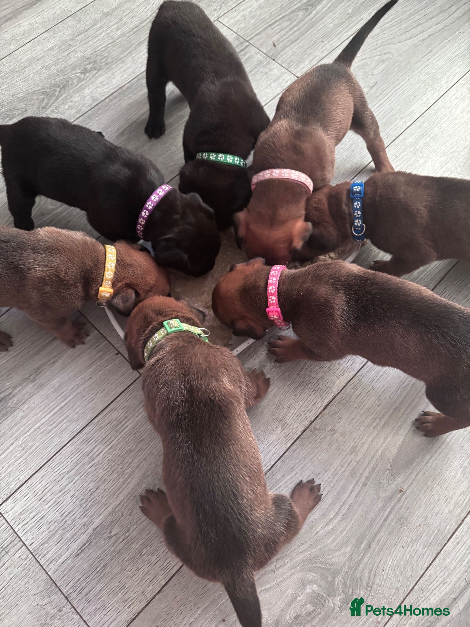 Mixed Breed dogs Great Rottie (Dane Weiler) Puppies - Advert 1