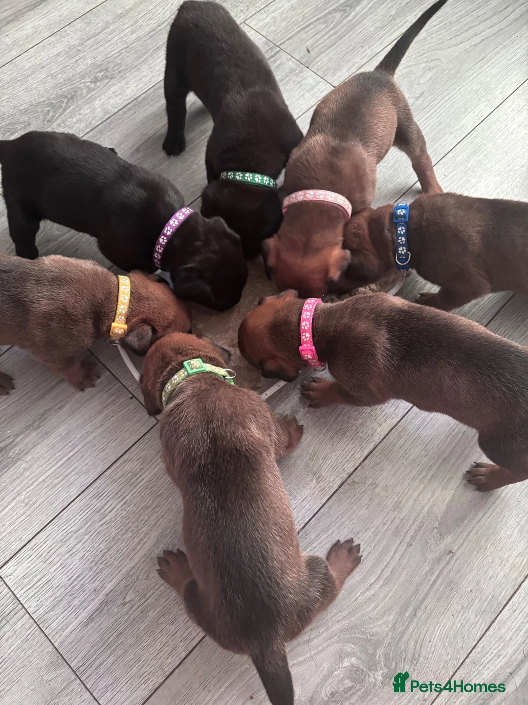 Mixed Breed dogs for sale: Great Rottie (Dane Weiler) Puppies - Advert 1