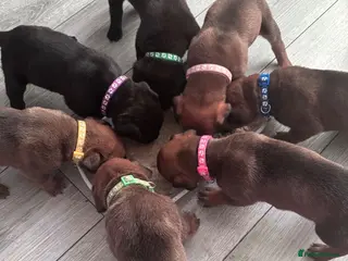 Mixed Breed dogs READY FROM NEXT WEEK! Great Rottie Puppies - Advert 2