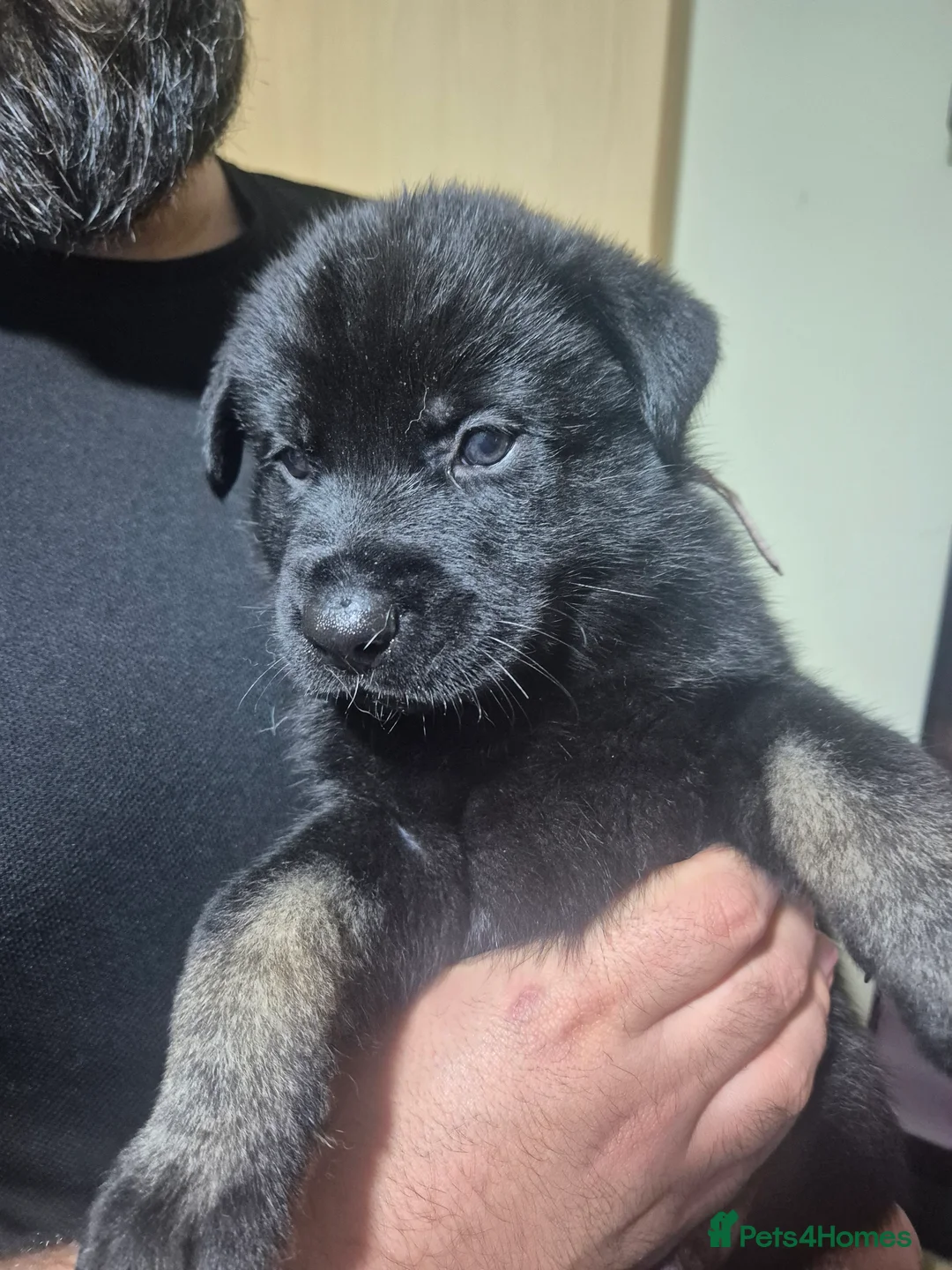 Mixed Breed dogs for sale: READY NOW! Stunning litter of puppies!! - Advert 20
