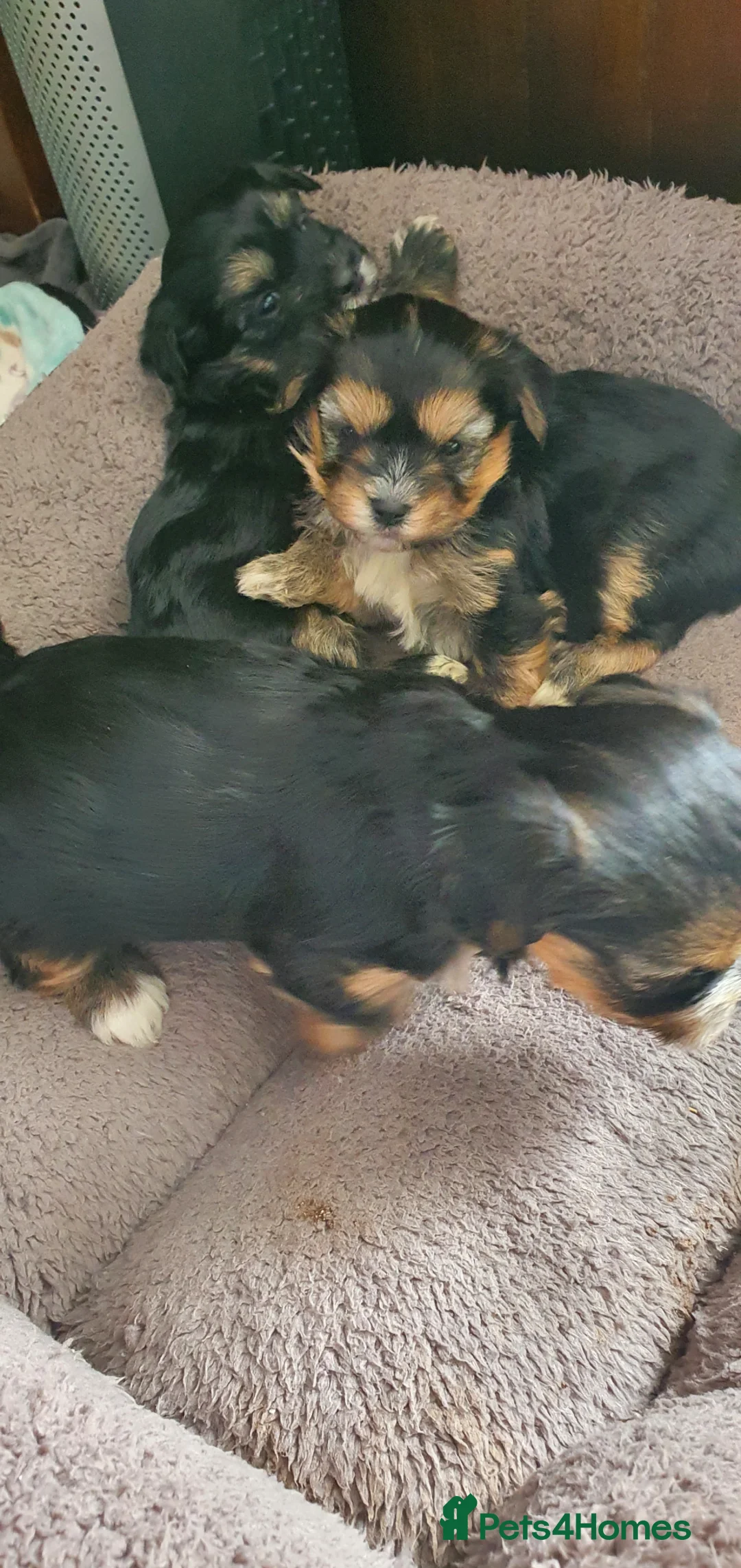 Morkie dogs for sale: Adorable Morki Babies  in Westcliff-on-Sea - Advert 2