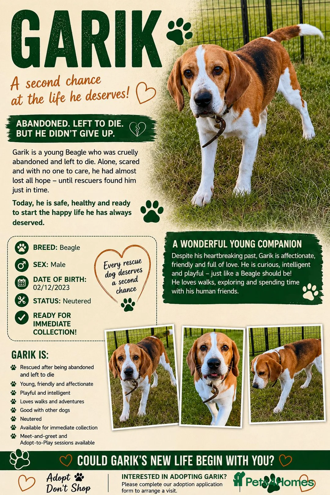 Beagle dogs for adoption: Garik – Male Beagle (Young Rescue) - Advert 6