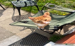 Mixed Breed cats for sale: My Myles  - Image 6