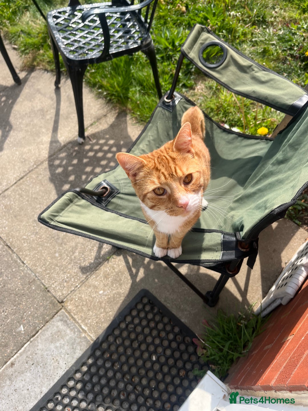 Mixed Breed cats for sale: My Myles  - Image 6