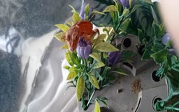 Gecko reptiles for sale: Crested Gecko Morph Hatchlings/Juveniles - Image 5