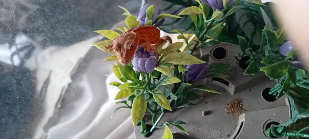 Gecko reptiles for sale: Crested Gecko Morph Hatchlings/Juveniles - Image 5