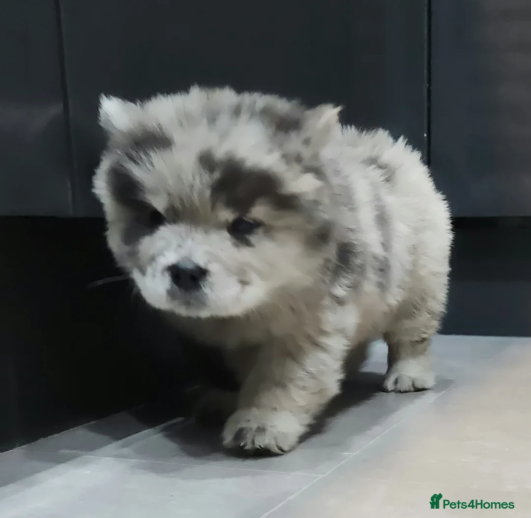 Chow Chow dogs for sale: Chow chow pedigree pups REDUCED!! - Advert 33