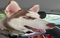 Mixed Breed dogs for sale: Rehoming beautiful husky puppy  - Image 3