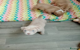 American Bully dogs for sale: American pocket bully  - Image 7