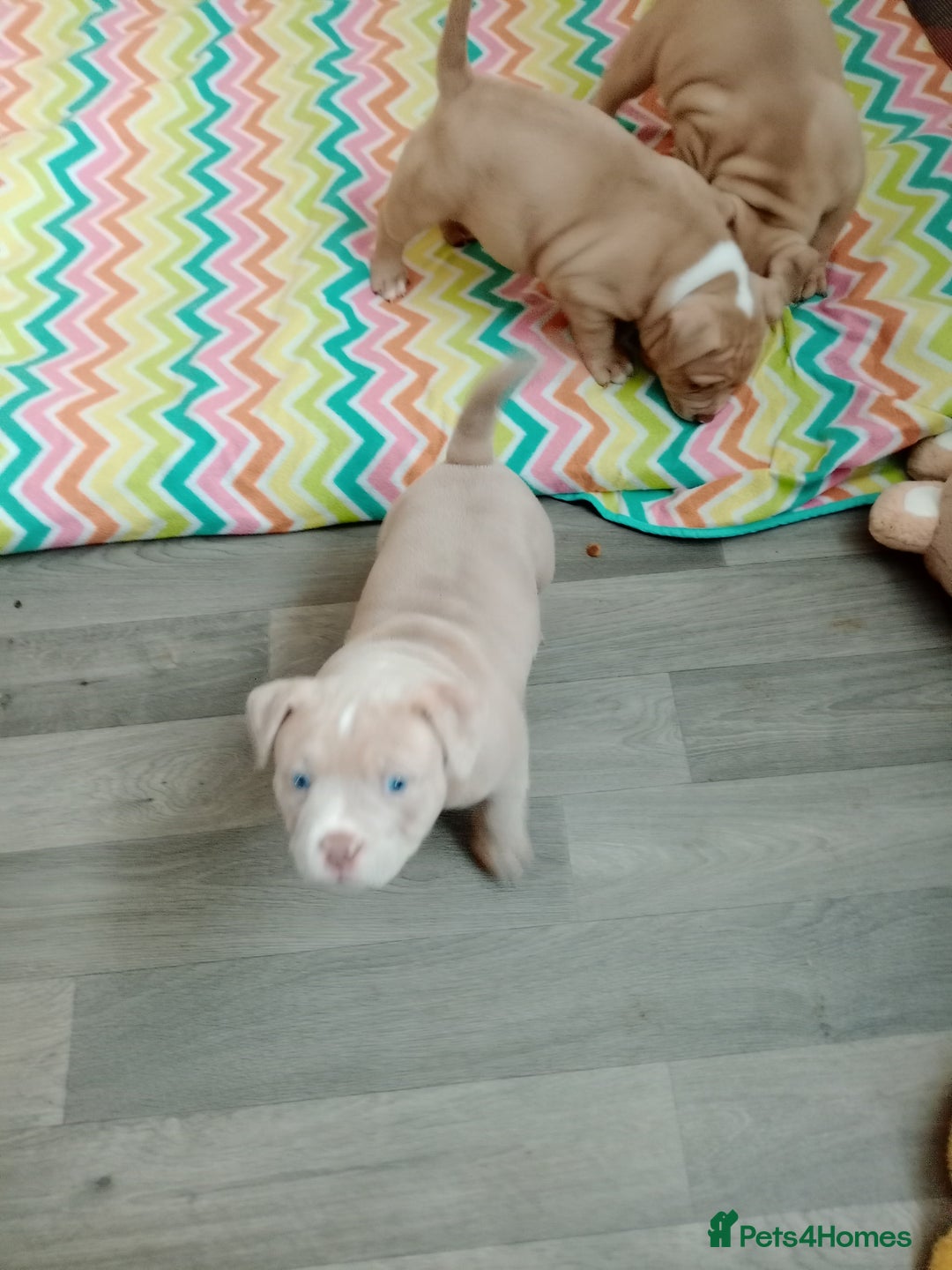 American Bully dogs for sale: American pocket bully  - Image 7