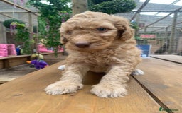 Bernedoodle dogs for sale: Medium Size Bernedoodle F1 puppies.  - Image 9