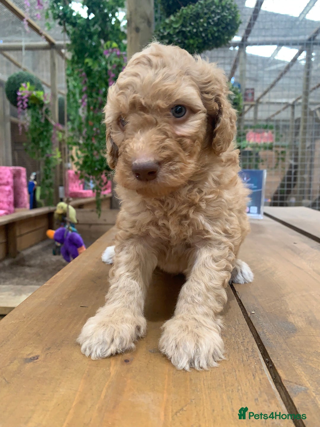 Bernedoodle dogs for sale: Medium Size Bernedoodle F1 puppies.  - Image 9