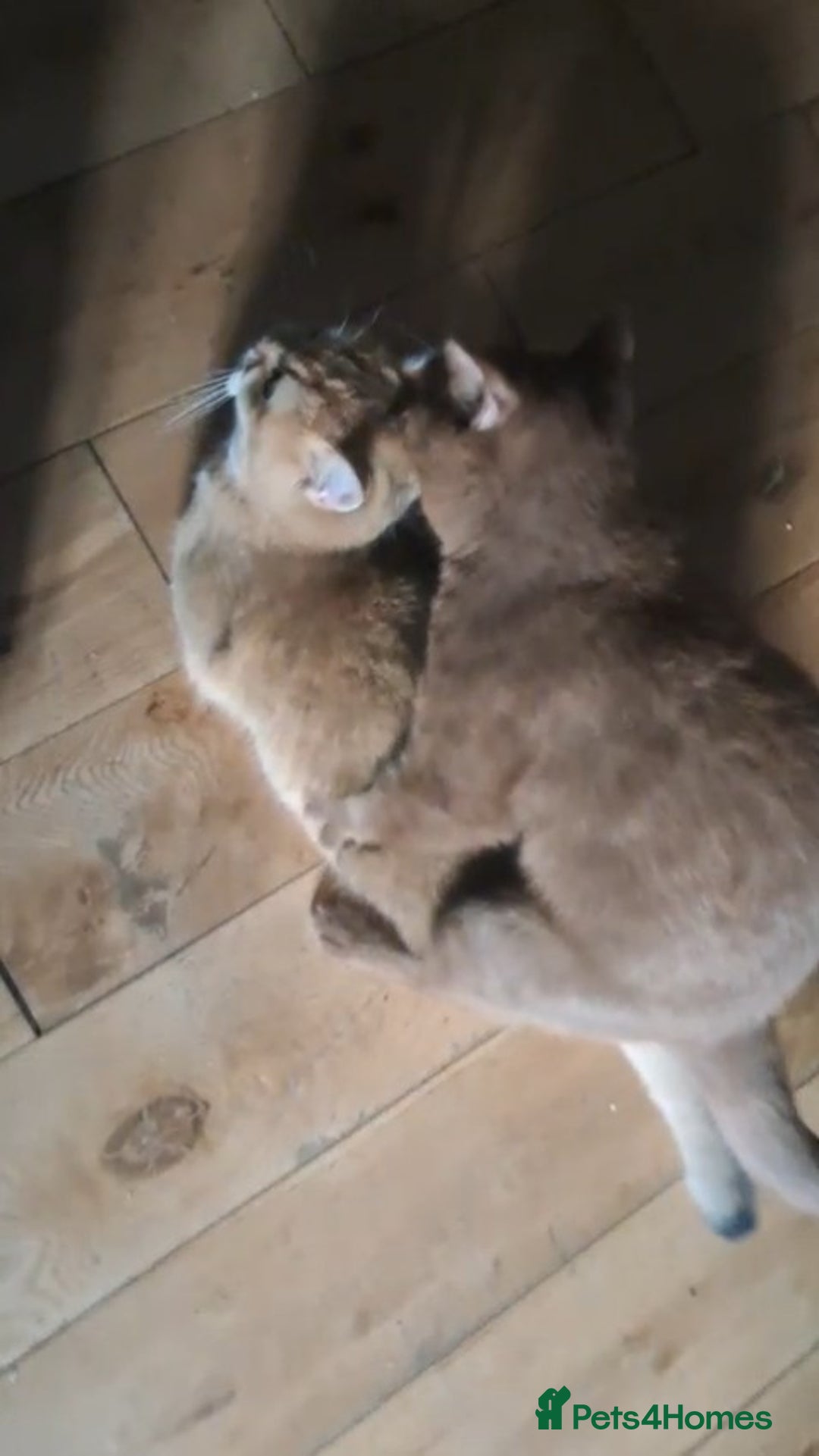 British Shorthair cats for stud: 💦CINNAMON BSH❣️GCCF & TICA active💙STUD 🩸Blood B - Image 23