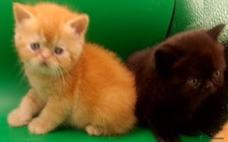 Exotic cats for sale:  Exotic British shorthair  - Image 10