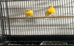 Cockatiels birds for sale: Cocktails - Image 5