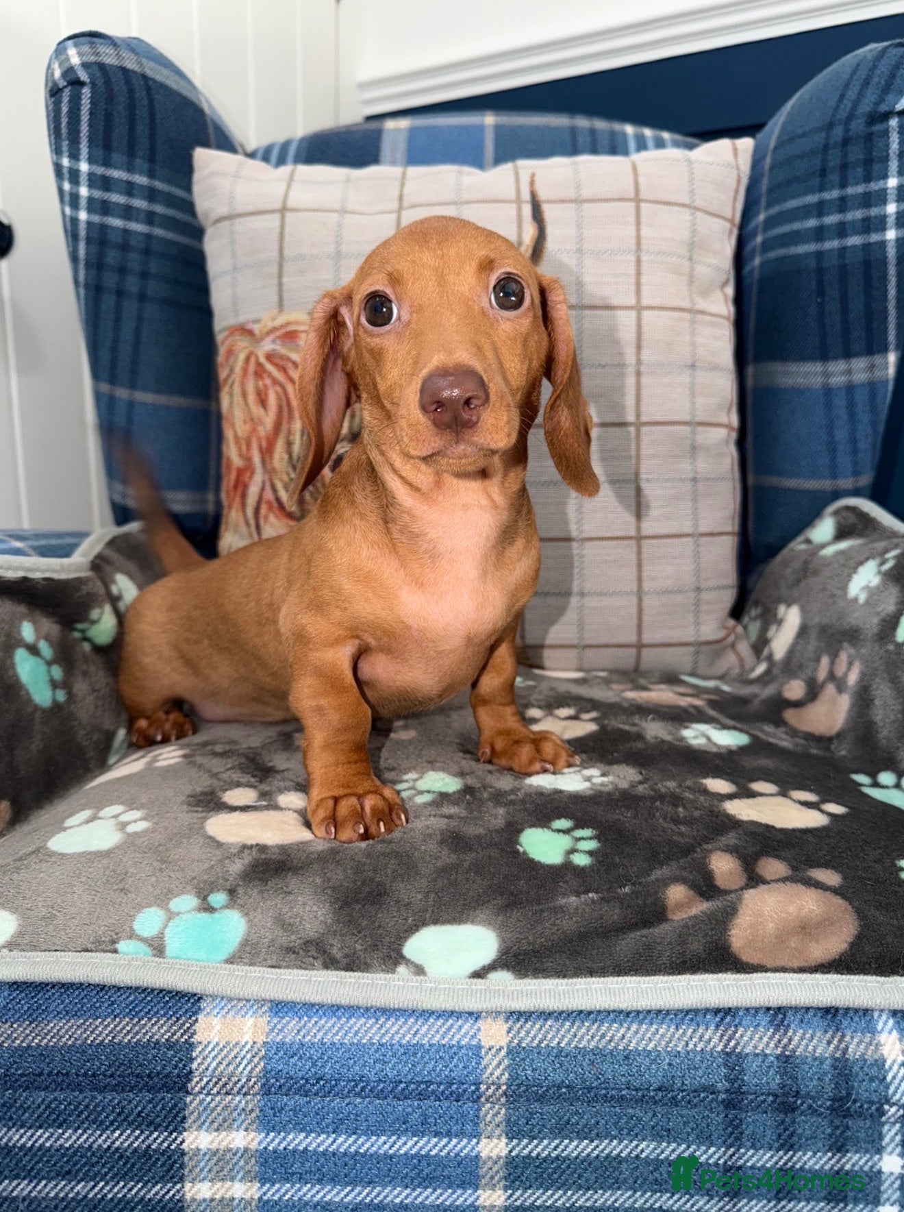 Miniature Dachshund dogs 💙💙One Chocolate Based Red Boy Left💙💙 - Advert 2