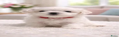 Maltese 1