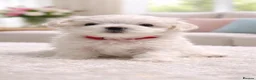 Maltese dogs for sale: Beautiful Maltese Puppies — 1 Boy, 2 Girls. in Hereford - Advert 4