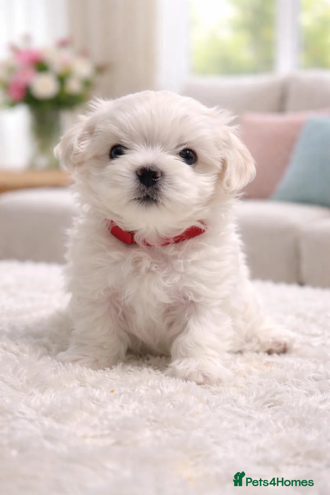 Maltese dogs for sale: Beautiful Maltese Puppies — 1 Boy, 2 Girls. in Hereford - Advert 4