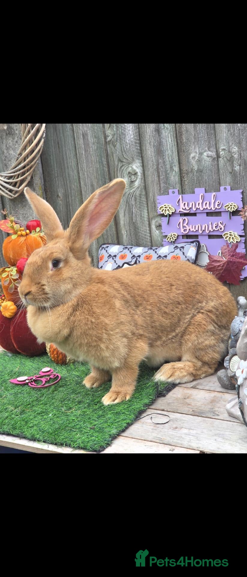 Continental Giant rabbits Orange fawn continental doe available  - Advert 1