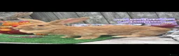Continental Giant rabbits for sale: Orange fawn continental doe available  - Advert 1