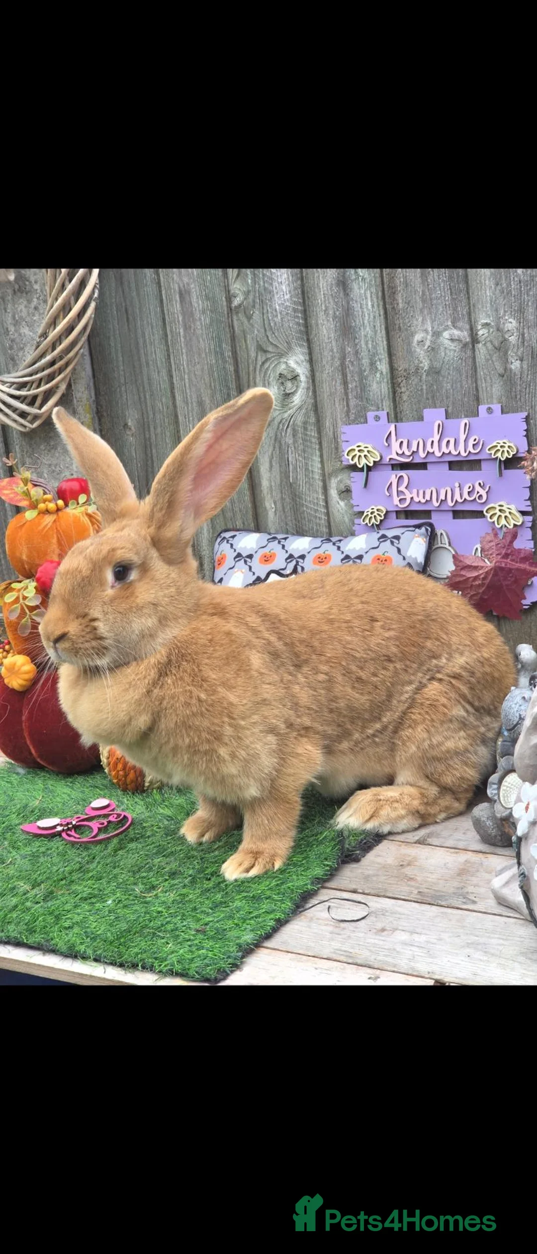 Continental Giant rabbits for sale: Orange fawn continental doe available  - Advert 1