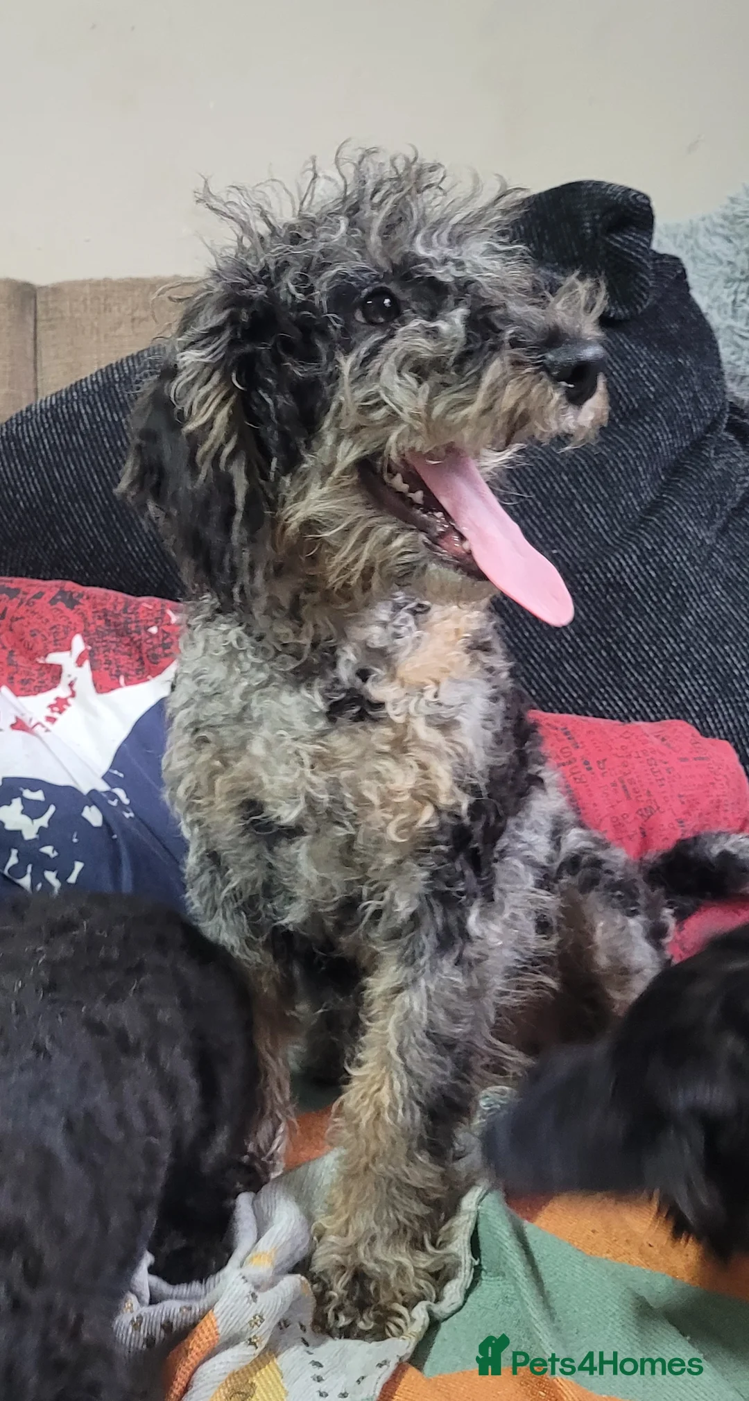 Labradoodle dogs for sale: Labradoodle puppies - Advert 28