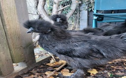 Chickens poultry for sale: Black silkie Cockerell  - Image 4