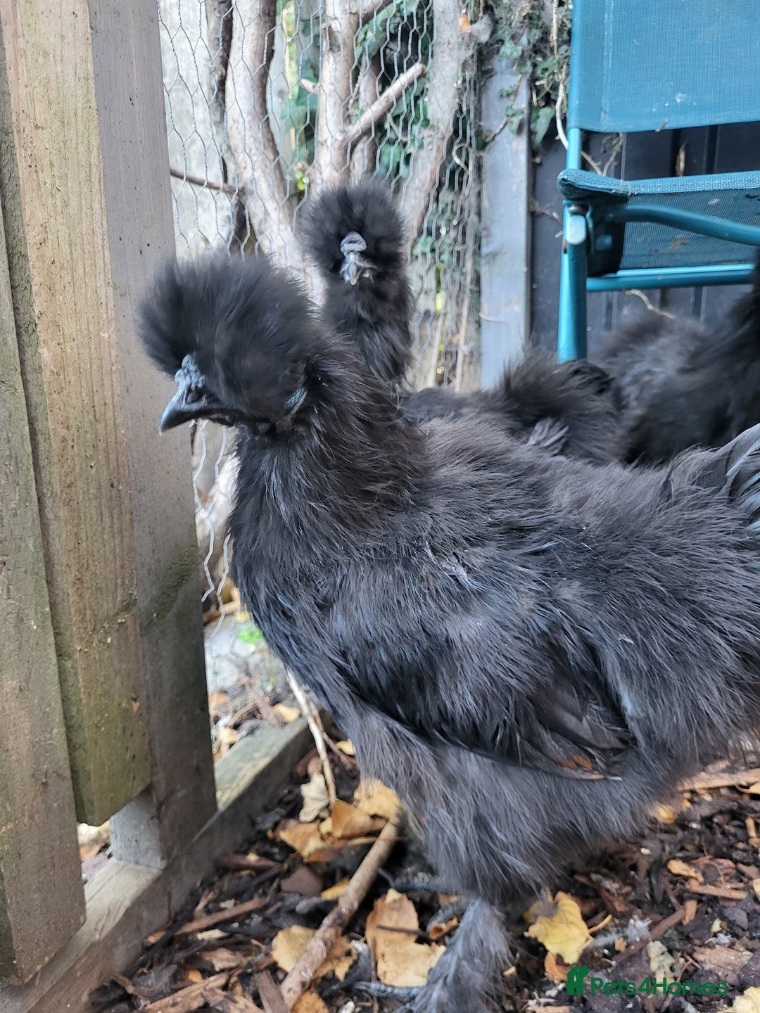 Chickens poultry for sale: Black silkie Cockerell  - Image 4