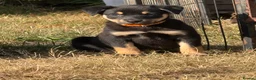 Australian Kelpie dogs for sale: Pure Bred Kelpie pups - Advert 13