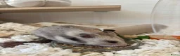 Hamster rodents for sale: Syrian hamster  - Advert 3